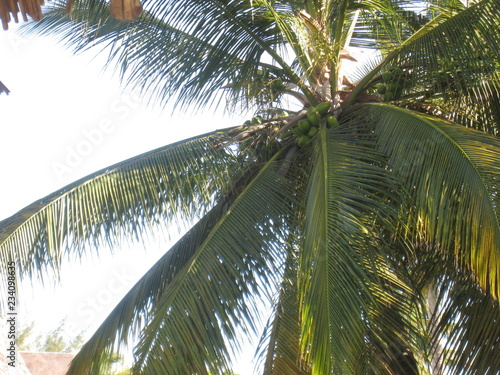 cocotier