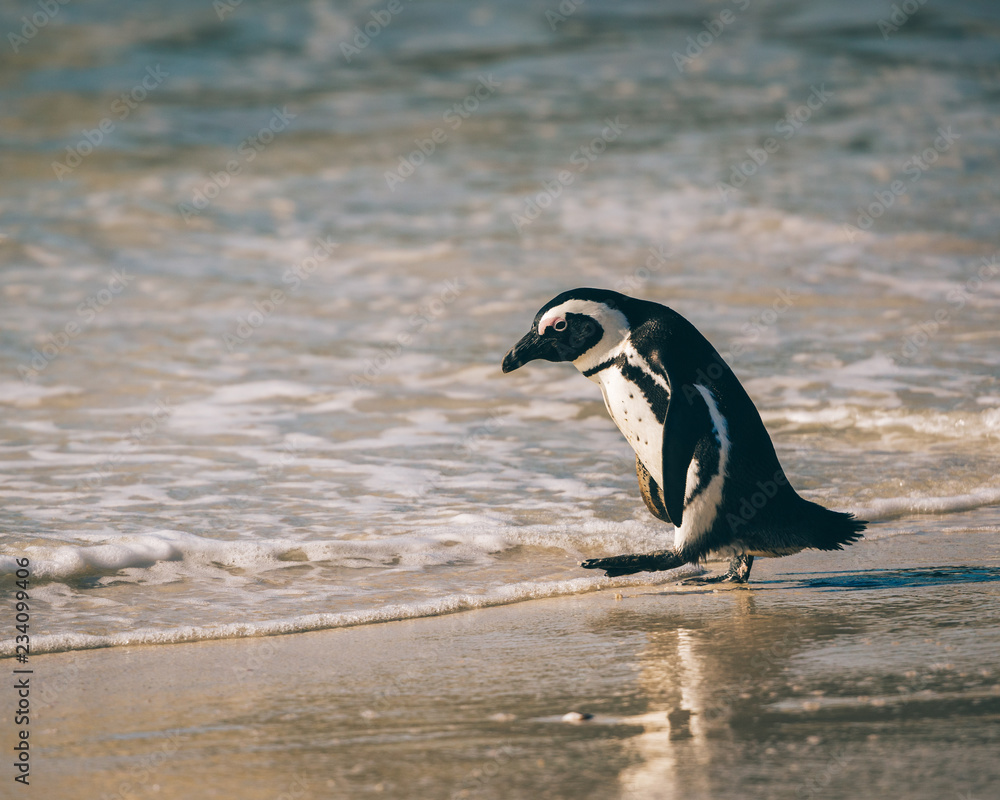 Fototapeta premium Manchots du Cap