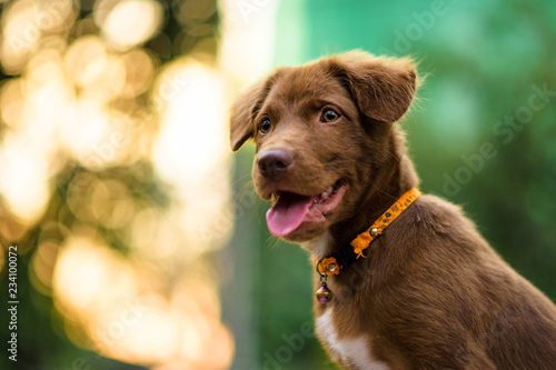 Labrador puppy with foliage sunset bokeh