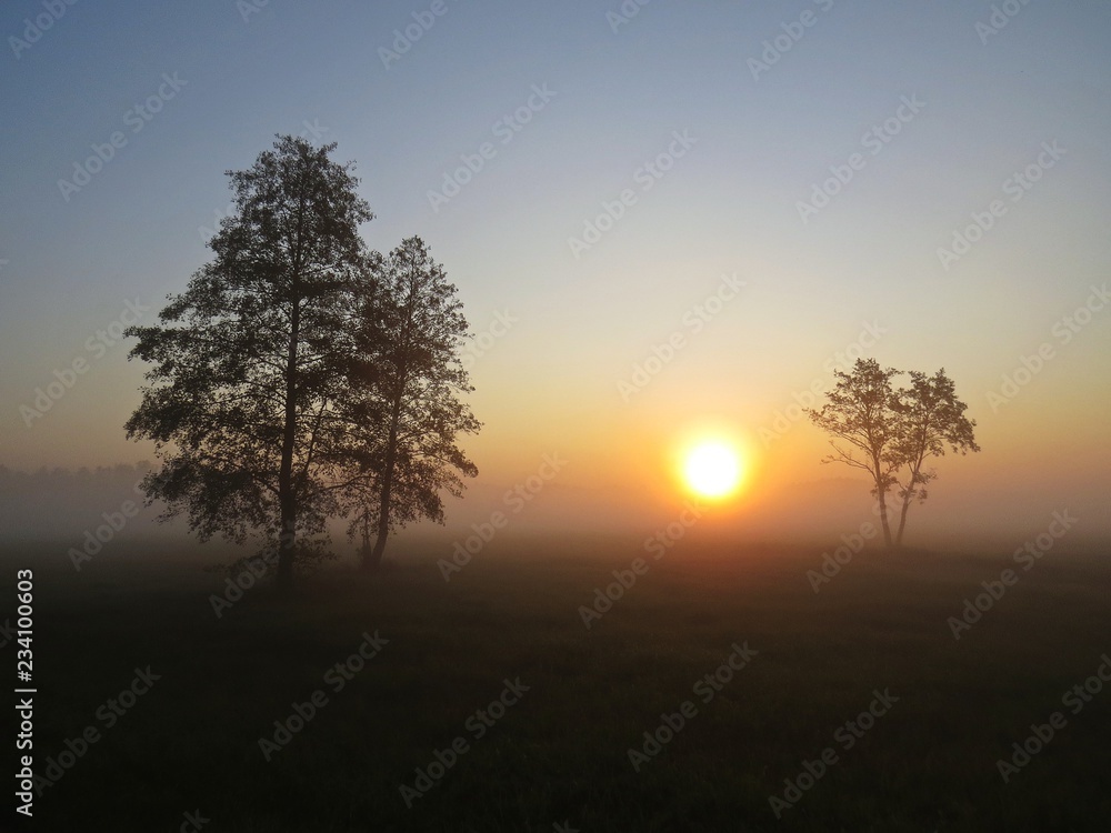 Beautiful Nature Wild Landscape Sunrise with Trees and Foggy Mist Beautiful Nature Wild Landscape Sunrise with Trees and Foggy Mist