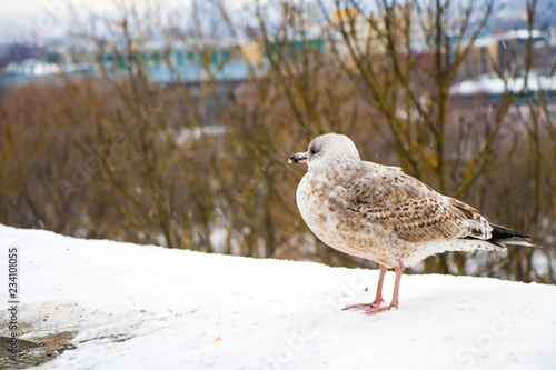 Seagull in Estonia