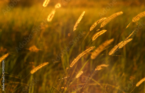 Semetsi, Okavango Delta, Okavango Delta, Ngamiland, Botswana, Africa