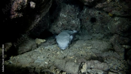 Spotted Porcupine Fish, Diodon hystrix hiding under the coral at night, Indian Ocean, Maldives photo