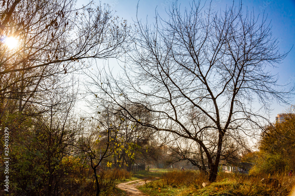 morning in autumn park