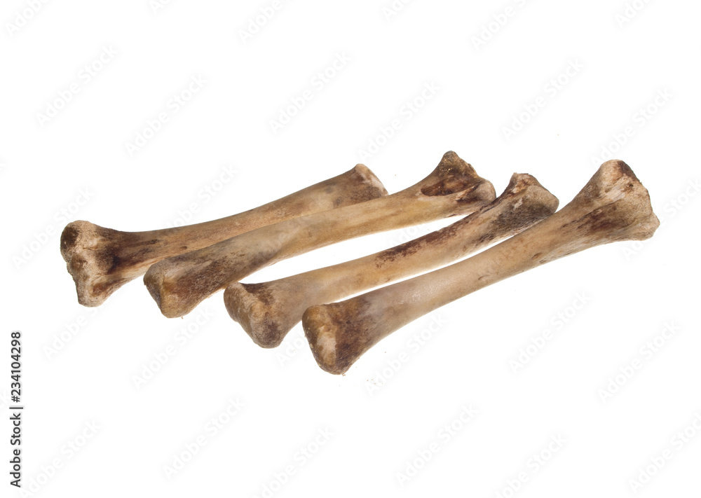 bone isolated on white background bone isolated on white background