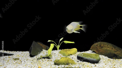 Cute yellow fish quickly swimming at pond bottom covered with sand, stones and algae. Ikan Puyu (Anabas testudineus) floating in dark water. Freshwater species in natural habitat. Still camera. photo