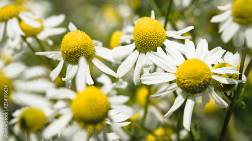 Small white flower with yellow center