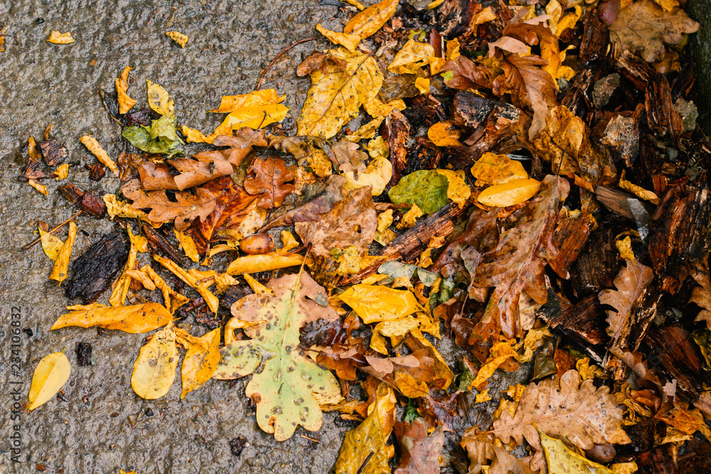 autumn leavesfor a background top view autumn leavesfor a background top view