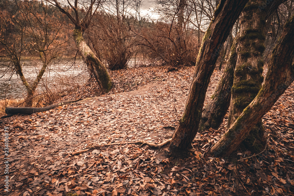 Obraz premium Mossy tree trunks 