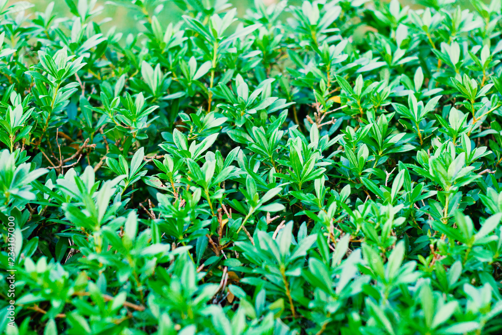 green bush close up green bush close up