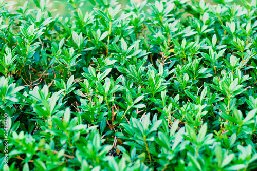 green bush close up