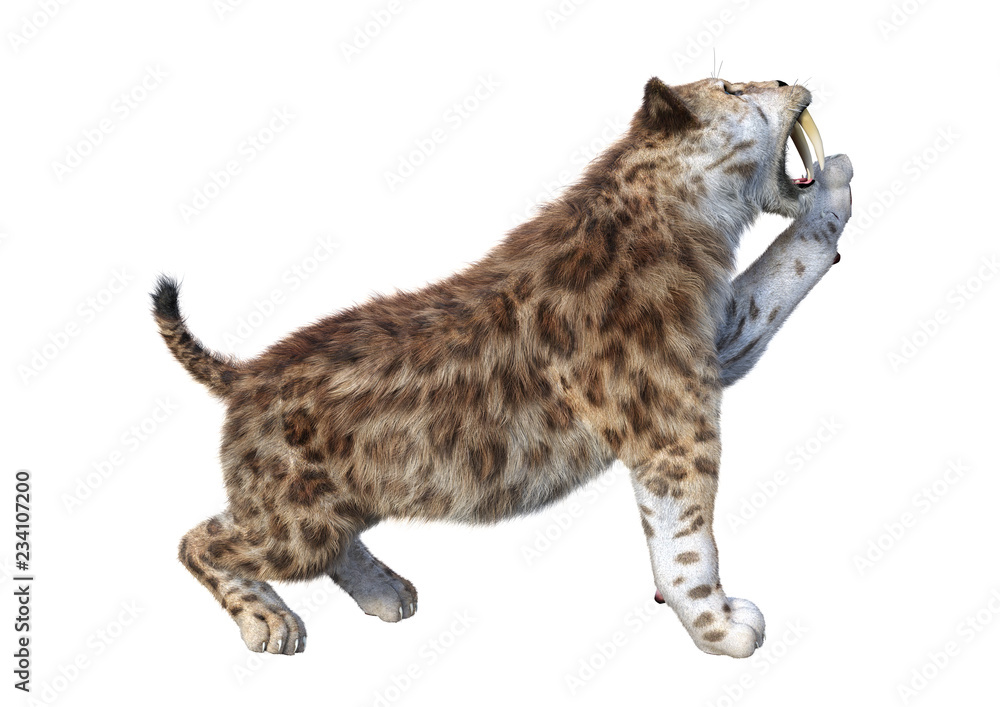 3D Rendering Sabertooth Tiger on White 3D Rendering Sabertooth Tiger on White