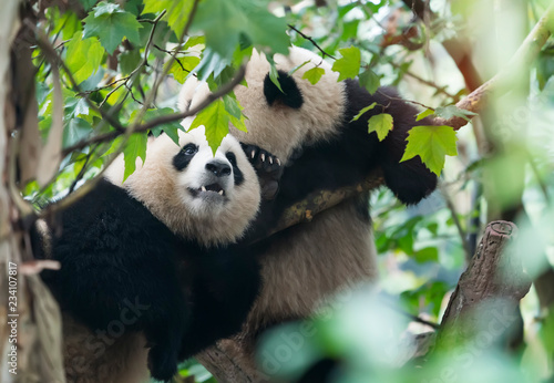 two giant pandas playing in tree