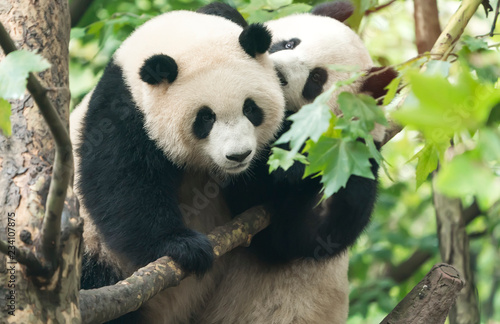 two giant pandas playing in tree © xiaoliangge