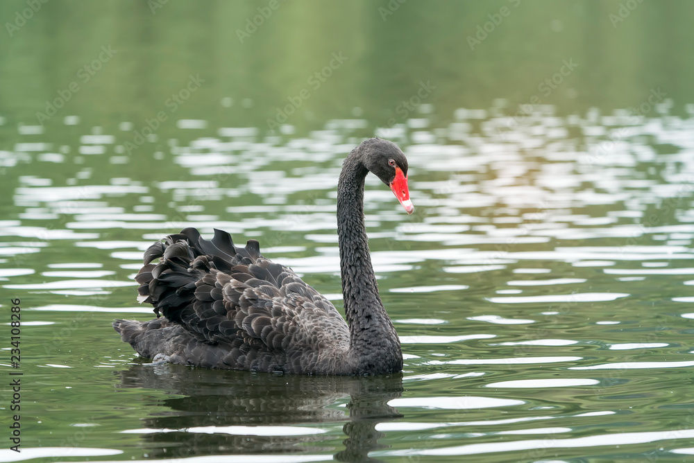 Naklejka premium black swan in a lake.