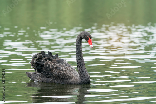 Fototapeta Naklejka Na Ścianę i Meble -  black swan in a lake.