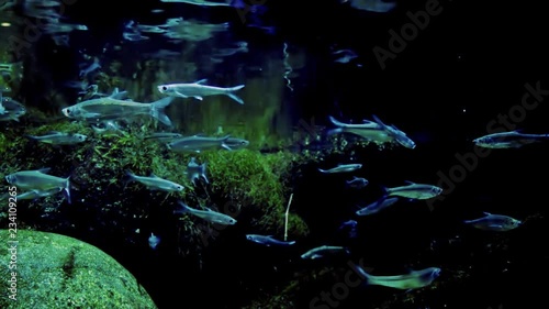 Shoal of Three-lined or Scissortail Rasbora (Rasbora trilineata) swimming chaotically near water surface against green algae on background. Schooling fish in dimly lit freshwater pond. Still camera. photo