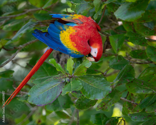Scarlet Macaw in Costa Rica 