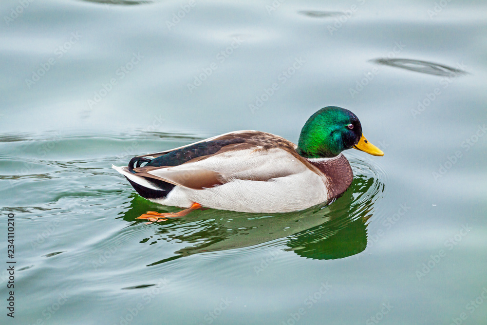 Obraz premium Ducks in Danube river, Budapest, Hungary