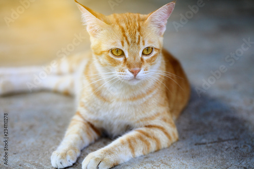 cute cat sit on floor look outside with sunray on backside