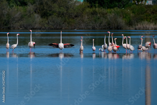 Fotografie Bird watching oasi WWF