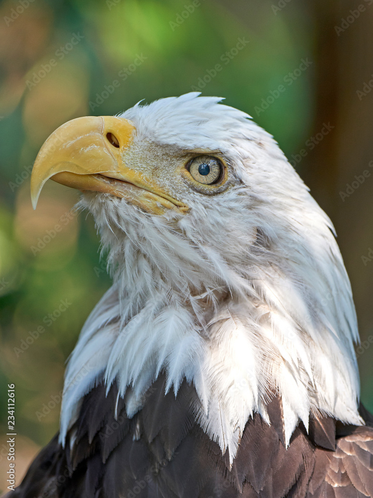 Naklejka premium Bald eagle (Haliaeetus leucocephalus)
