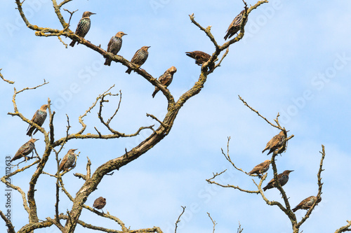 flock of starlings sit on the dry branch