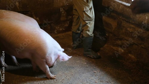 Two pink adult pig curious watching the farmer. A young guy cleans the floor in a pigsty on the farm. Real time, natural light, indoor, medium shot, contains people photo