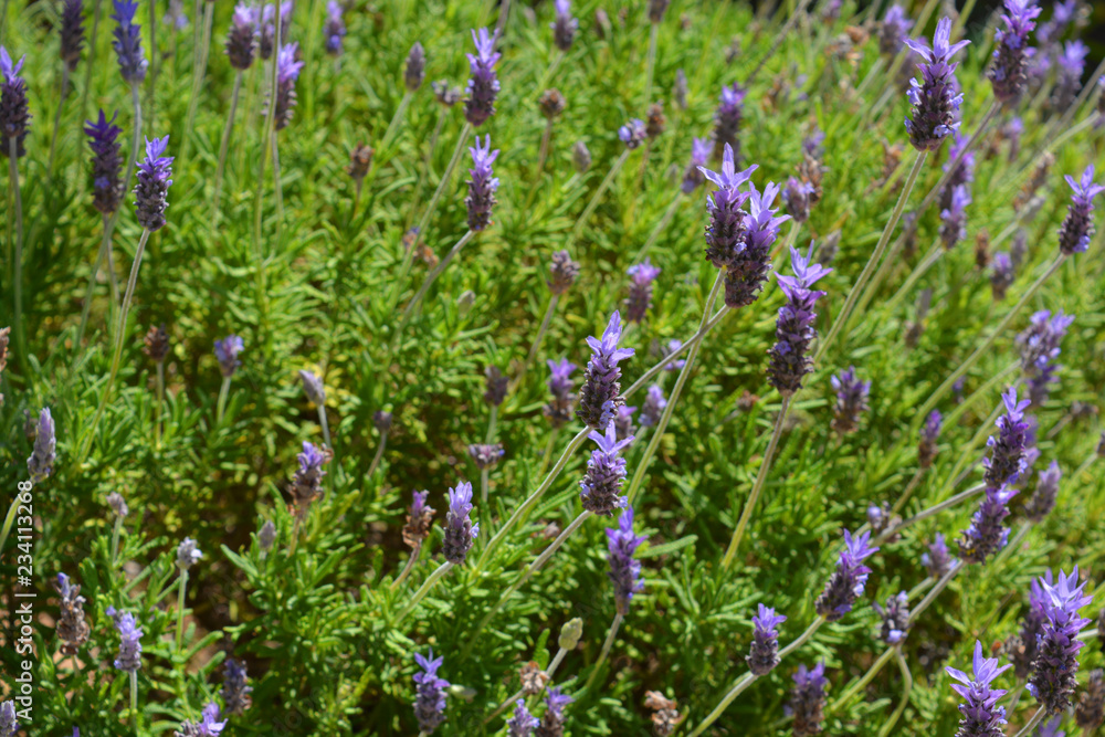 Obraz premium Lavender bush in flower