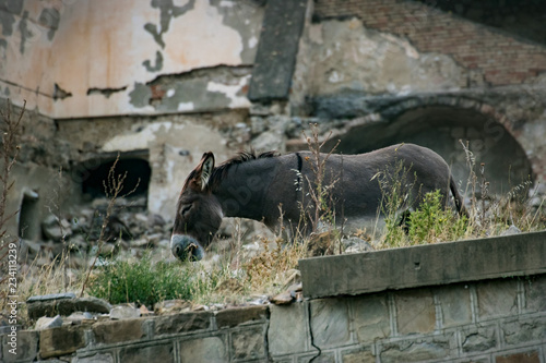 Craco photo