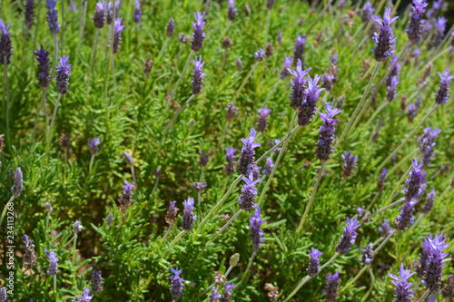 Lavender bush in flower