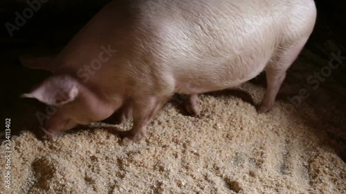 Paw the ground, medium shot, pig indoors, real time, natural light, top corner, in a pigsty on the farm. photo