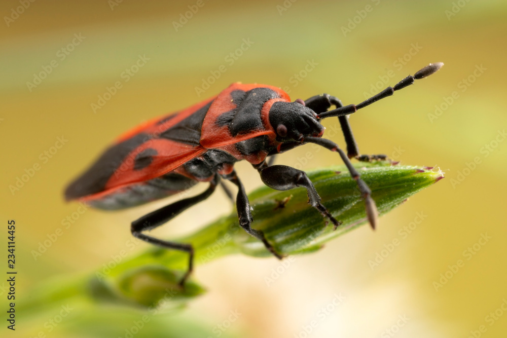 Naklejka premium Soldier Bug close up