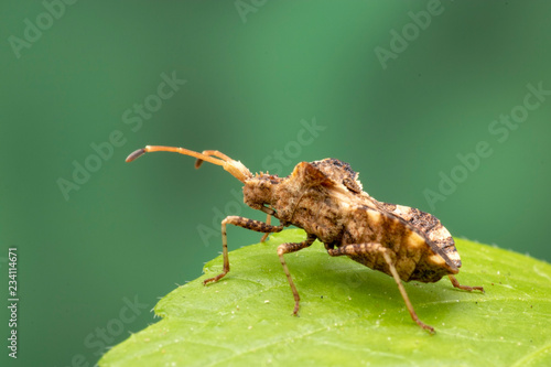 Brown Shield Bug