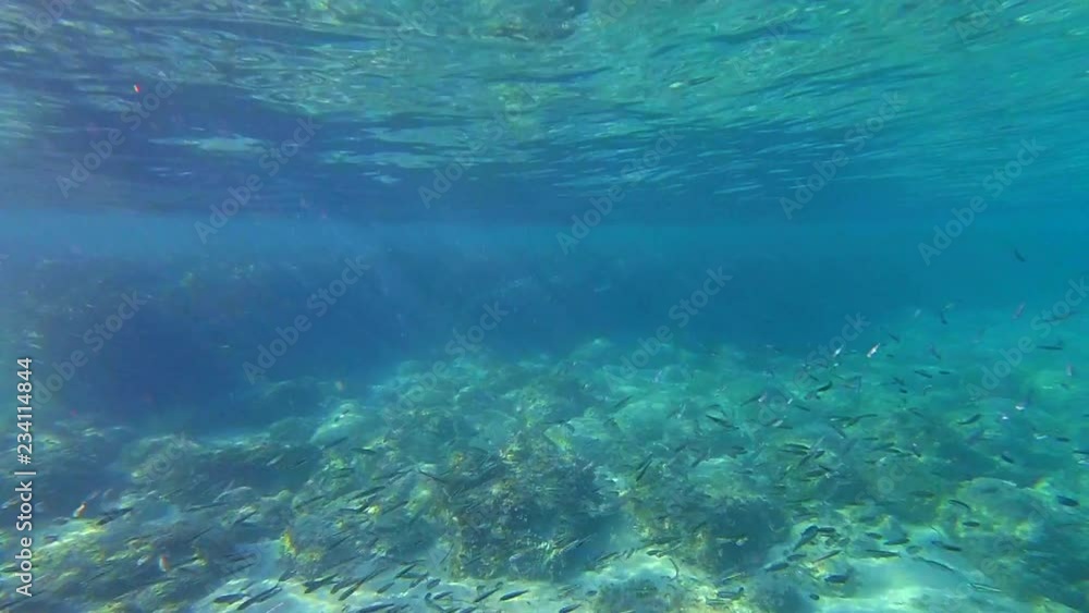 A large group of fish swim in the Aegean Sea in Greece A large group of fish swim in the Aegean Sea in Greece