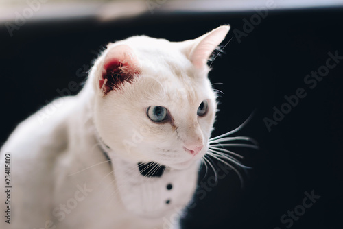 Portrait of Tuxedo White Cat wearing suit,animal fashion concept.