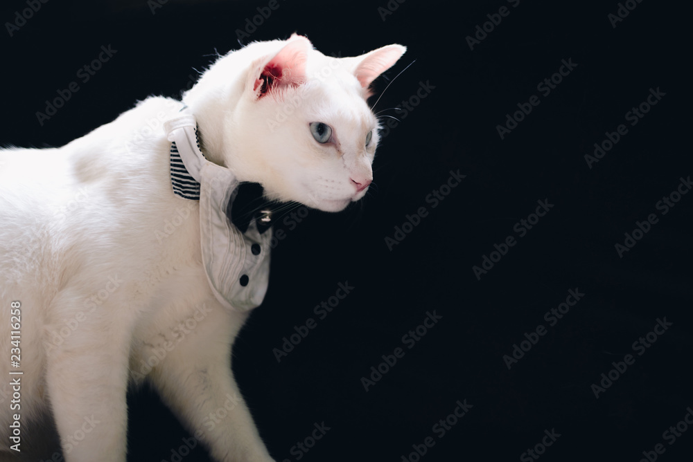 Portrait of Tuxedo White Cat wearing suit,animal  fashion concept.
