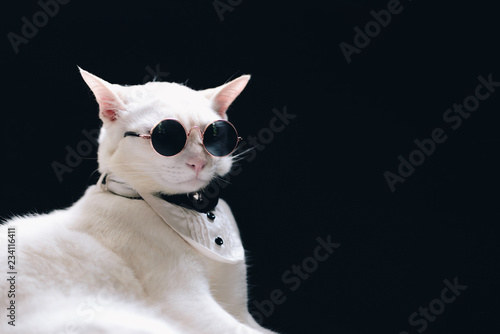 Fototapeta Naklejka Na Ścianę i Meble -  Portrait of Tecido White Cat wearing sunglasses  and suit,animal  fashion concept.