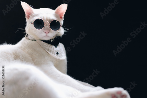 Fototapeta Naklejka Na Ścianę i Meble -  Portrait of Tecido White Cat wearing sunglasses  and suit,animal  fashion concept.