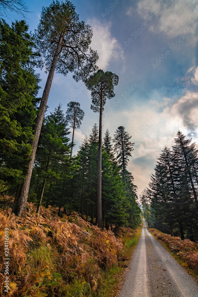 Black Forest in Germany Black Forest in Germany
