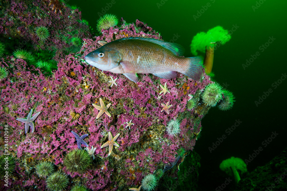 Obraz premium Cunner Fish underwater in the St. Lawrence River in Canada