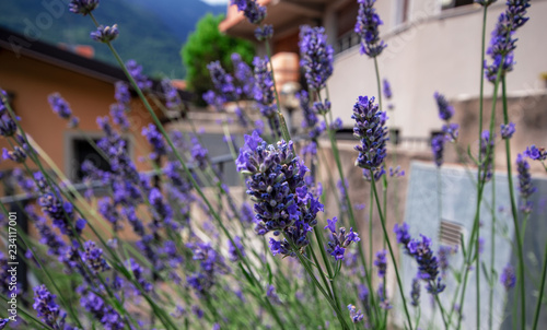 Lavender is a typical Mediterranean plant with beautiful flowers very appreciated for its scent