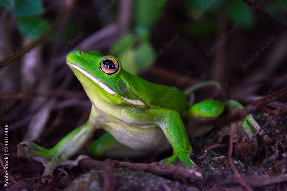 white-lipped tree frog white-lipped tree frog