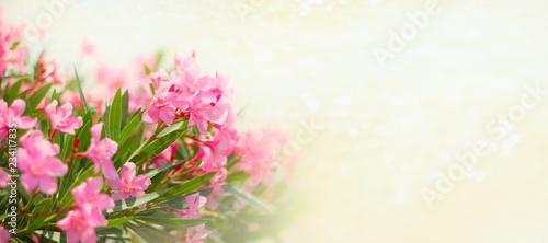 pink flowers with sjiny golden bokeh banner copy space