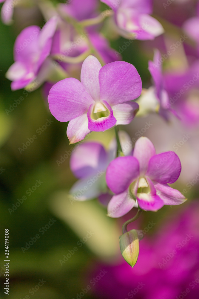 Beautiful purple Phalaenopsis orchid flowers with natural background. Beautiful purple Phalaenopsis orchid flowers with natural background.
