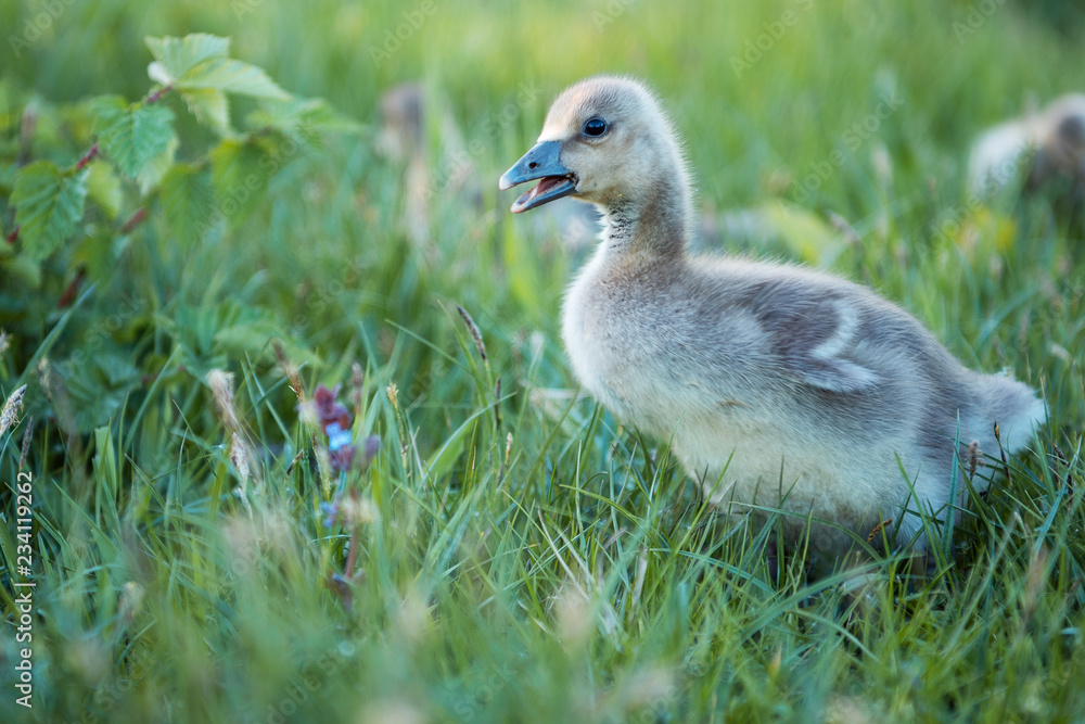 Small cute baby goose group on a nature grass meadow in moody evening sunset light Small cute baby goose group on a nature grass meadow in moody evening sunset light