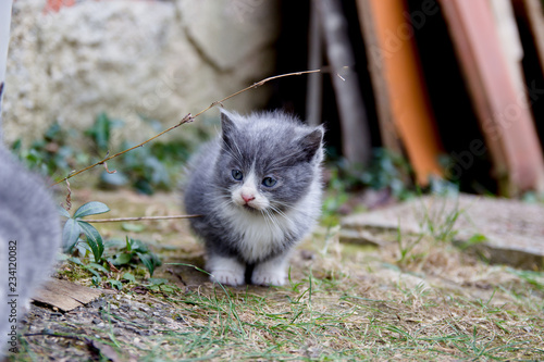 Cute newborn cat posing