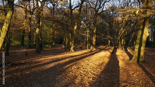 Autumn leafs in Highgate Wood Park in London, United Kingdom. photo