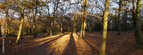 Autumn leafs in Highgate Wood Park in London, United Kingdom. photo