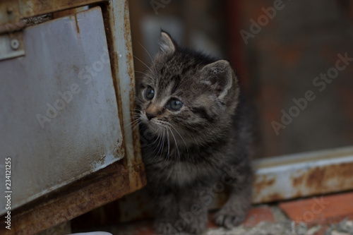 Fototapeta Naklejka Na Ścianę i Meble -  Cute newborn cat posing